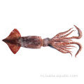 Gigas Quid Peru Squid